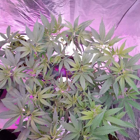 O.G. Kush growlog timeline photo