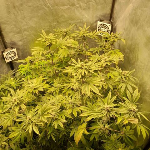 Gorilla Glue #4 growlog timeline photo