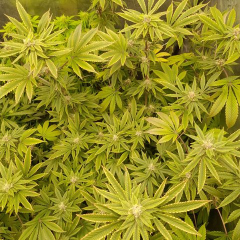 Gorilla Glue #4 growlog timeline photo