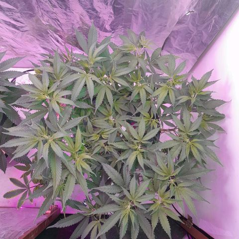 O.G. Kush growlog timeline photo