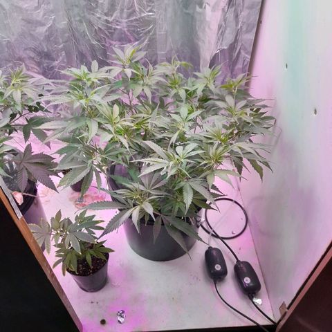 O.G. Kush growlog timeline photo