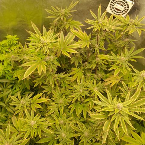 Gorilla Glue #4 growlog timeline photo