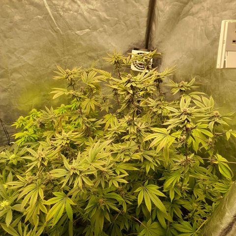 Gorilla Glue #4 growlog timeline photo