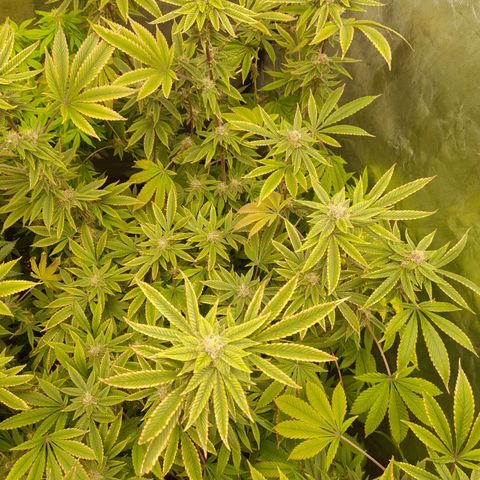 Gorilla Glue #4 growlog timeline photo