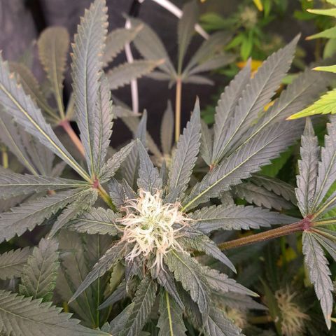 Super Lemon Haze growlog timeline photo