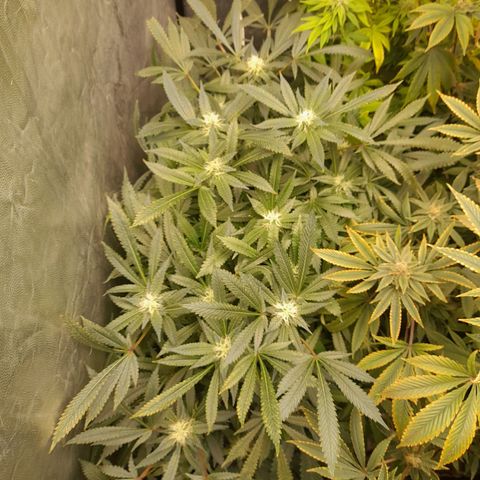 Super Lemon Haze growlog timeline photo