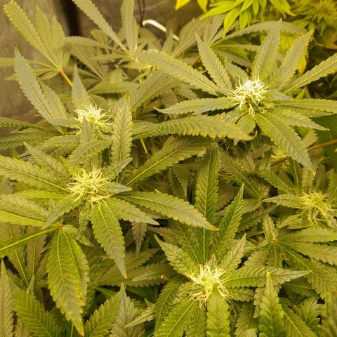 Super Lemon Haze growlog timeline photo