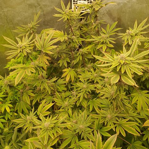 Gorilla Glue #4 growlog timeline photo