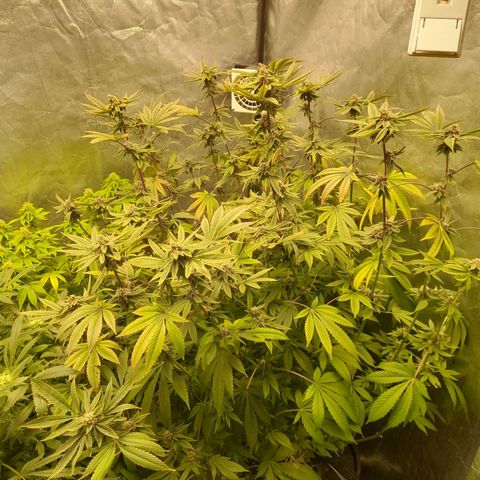 Gorilla Glue #4 growlog timeline photo