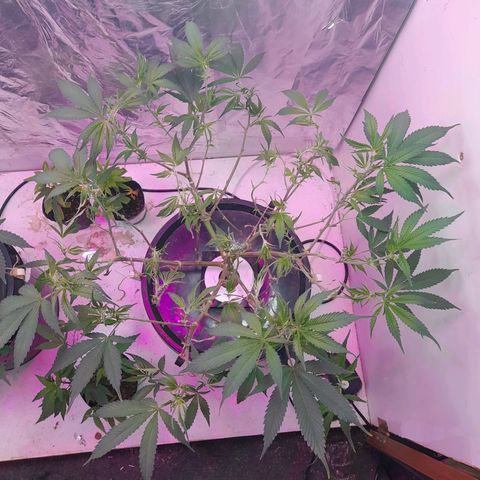 O.G. Kush growlog timeline photo