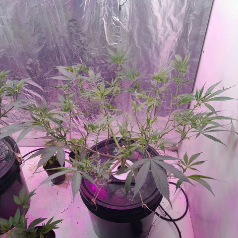 O.G. Kush growlog timeline photo