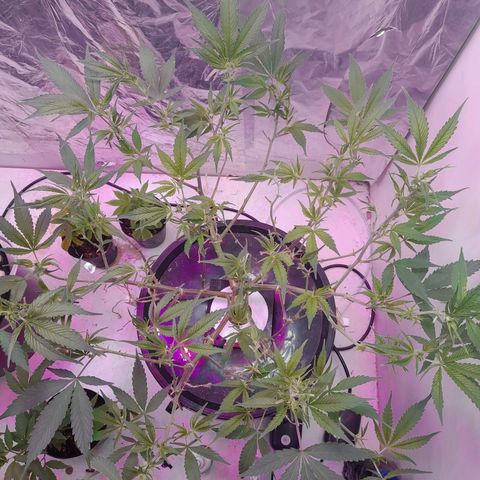 O.G. Kush growlog timeline photo