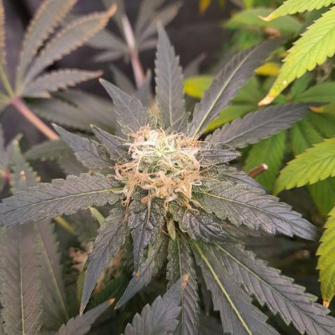 Super Lemon Haze growlog timeline photo