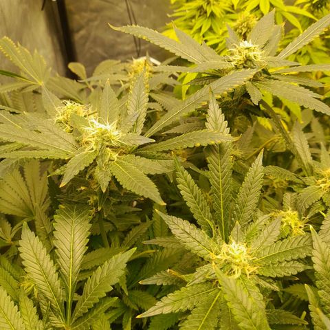 Super Lemon Haze growlog timeline photo