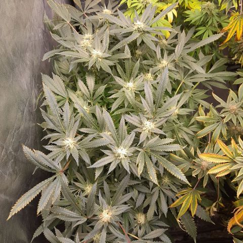 Super Lemon Haze growlog timeline photo
