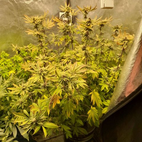 Gorilla Glue #4 growlog timeline photo
