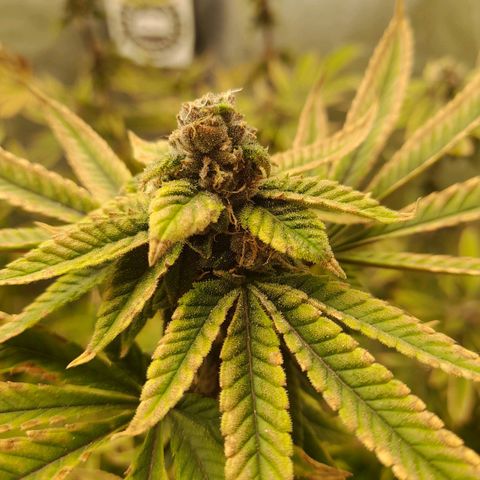 Gorilla Glue #4 growlog timeline photo
