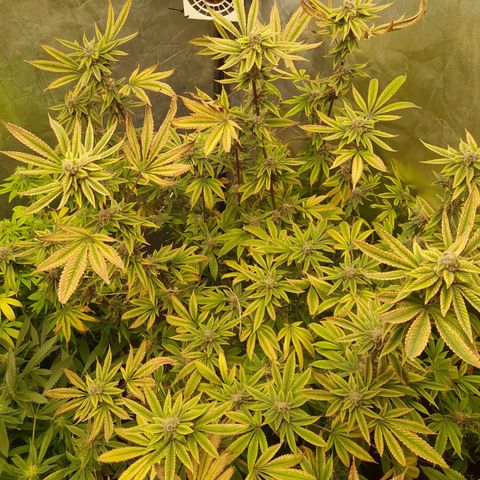 Gorilla Glue #4 growlog timeline photo