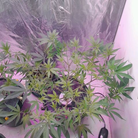 O.G. Kush growlog timeline photo