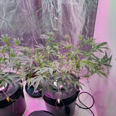O.G. Kush growlog timeline photo
