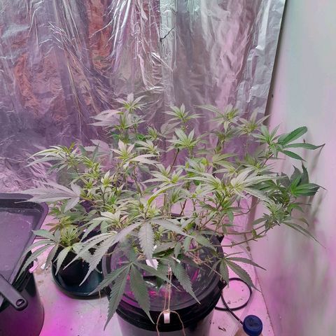 O.G. Kush growlog timeline photo