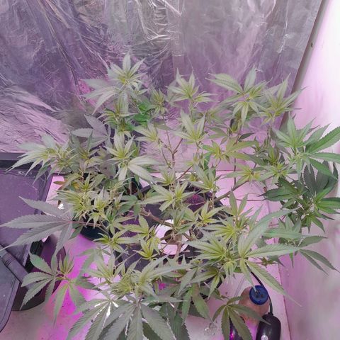 O.G. Kush growlog timeline photo