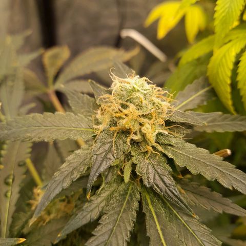 Super Lemon Haze growlog timeline photo