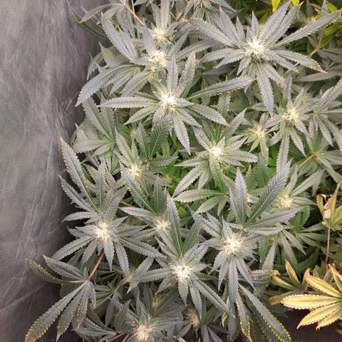 Super Lemon Haze growlog timeline photo