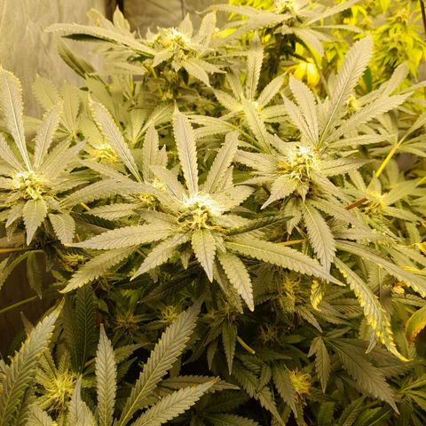 Super Lemon Haze growlog timeline photo