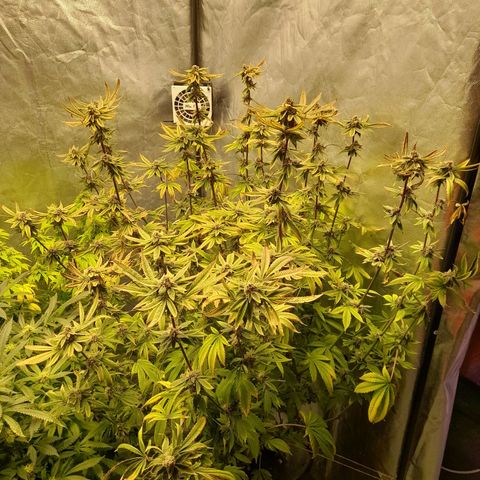 Gorilla Glue #4 growlog timeline photo