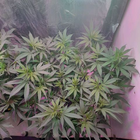 O.G. Kush growlog timeline photo