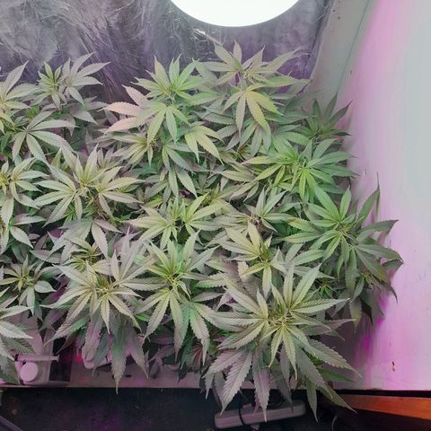 O.G. Kush growlog timeline photo