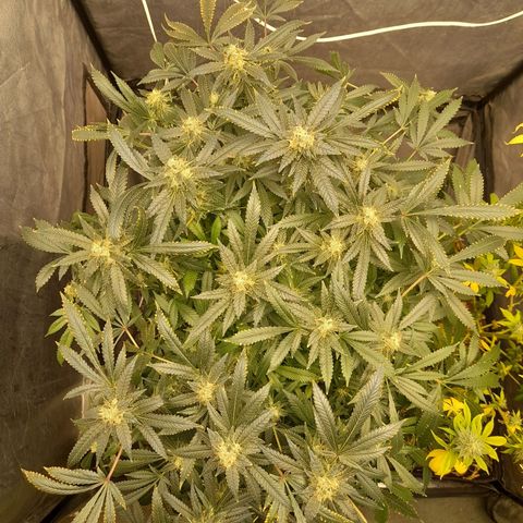 Super Lemon Haze growlog timeline photo