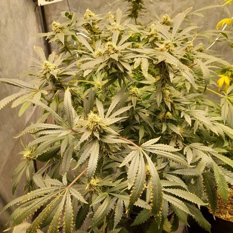 Super Lemon Haze growlog timeline photo