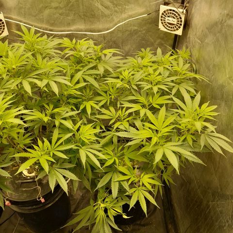 O.G. Kush growlog timeline photo