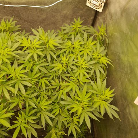 O.G. Kush growlog timeline photo