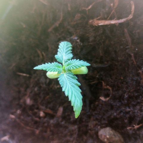 Mystery Weed 1 growlog timeline photo