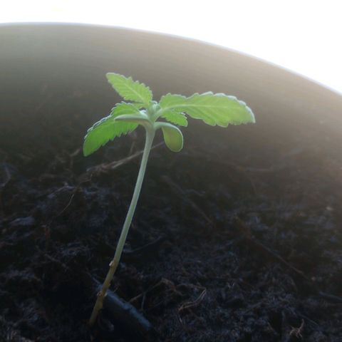 Mystery Weed 1 growlog timeline photo
