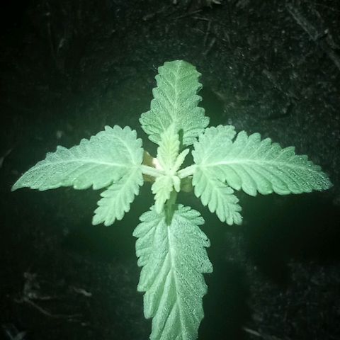 Mystery Weed 1 growlog timeline photo