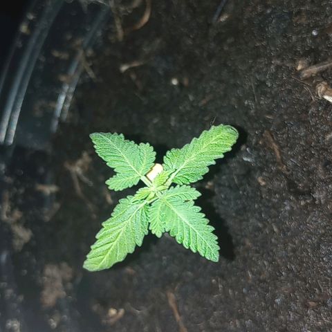 Mystery Weed 1 growlog timeline photo