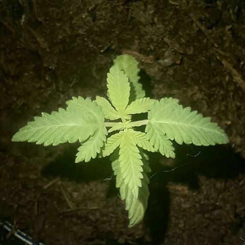 Mystery Weed 1 growlog timeline photo