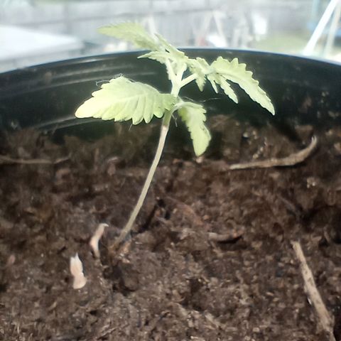 Mystery Weed 1 growlog timeline photo