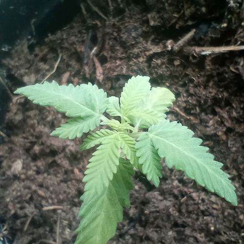 Mystery Weed 1 growlog timeline photo