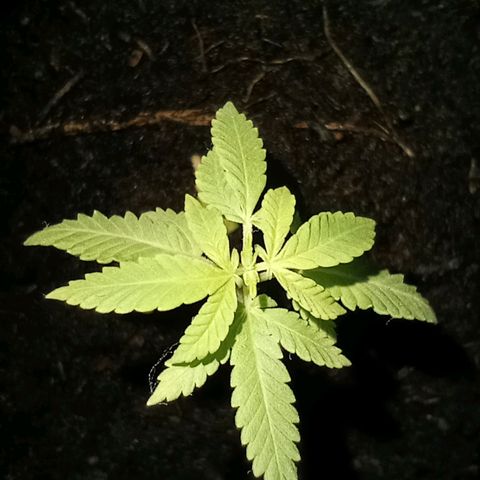 Mystery Weed 1 growlog timeline photo