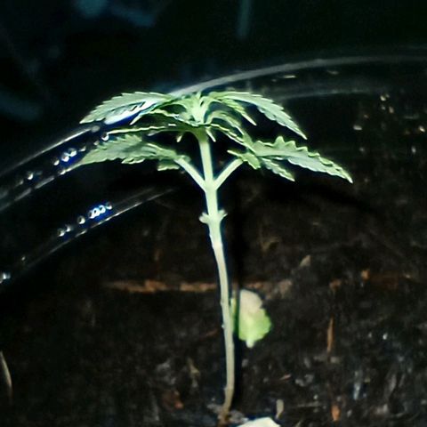 Mystery Weed 1 growlog timeline photo