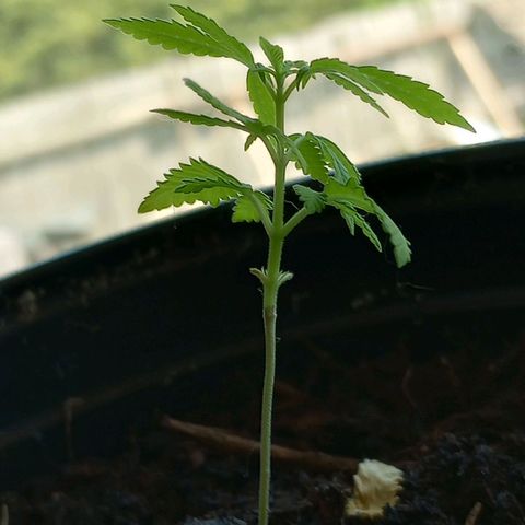 Mystery Weed 1 growlog timeline photo
