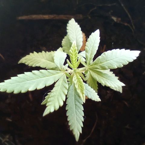 Mystery Weed 1 growlog timeline photo