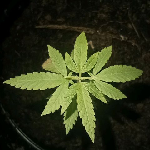 Mystery Weed 1 growlog timeline photo