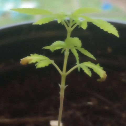Mystery Weed 1 growlog timeline photo