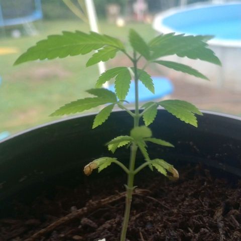 Mystery Weed 1 growlog timeline photo